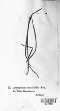 Oidium monilioides image